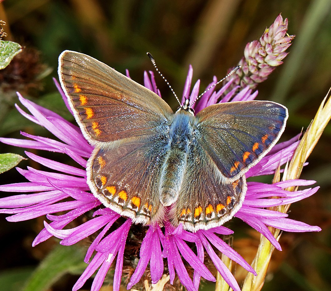 commonbluefemale_staidans_120618
