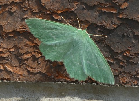 Large Emerald Moth