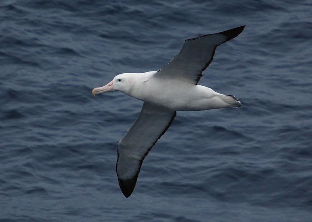 wanderingalbatrossNOAA